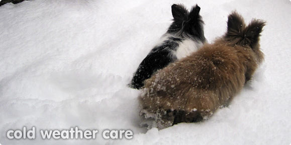 Caring for your rabbits in cold weather