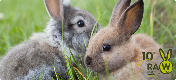Rabbit Awareness Week 2016