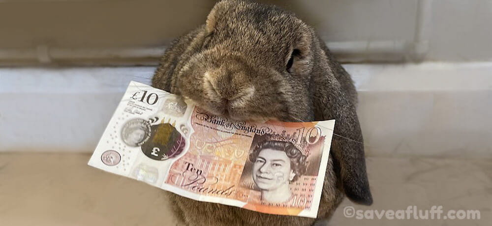 Saving money pet rabbits