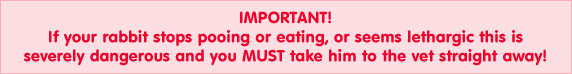 If your rabbit stops pooing or eating, or seems lethargic this is severely dangerous and you MUST take him to the vet straight away!